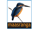 Maasranga TV live