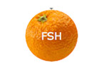 Schau Fresh TV live