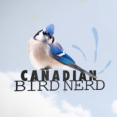 Schau Mountain View Bird Feeder Live Cam Alberta live