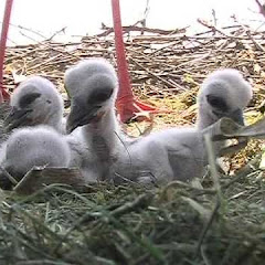 Schau Kirchzarten Stork Nest Live Webcam live